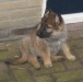 Pup Django a